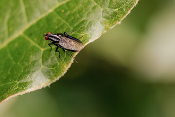 Macro photography of a striped fly on a leaf, in a forest in the eastern Andean mountains of central Colombia, near the town of Villa de Leyva.