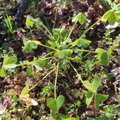 日本で冬にオオキバナカタバミが黄色い花を咲かせています