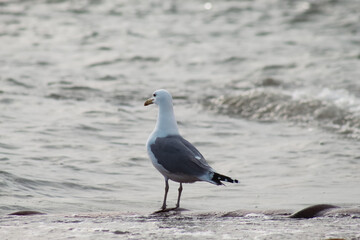 seagull on the beach