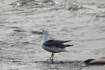 black headed gull