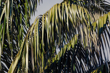 Close-up view of a wax palm leaves, in a forest in the eastern Andean mountains of central...