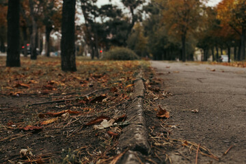 autumn in the forest