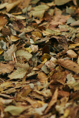 autumn leaves on the ground