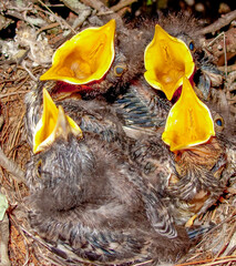 Four mockingbird hatchlings in a nest crying for food with their bright yellow mouths wide open.