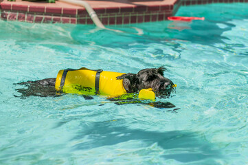 A black Schnauzer wearing yellow life jacket doggie paddling in an in-ground swimming pool, Florida, USA. 