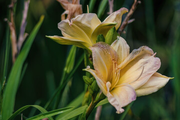Yellow lily flowers illuminated by the morning sun, in a garden in the eastern Andean mountains of central Colombia, near the town of Villa de Leyva.
