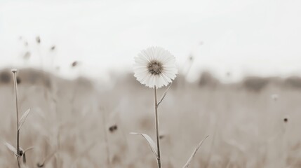 Fototapeta premium Single white flower in sepia toned field.