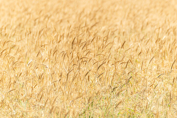 detail of an agricultural field of wheat cultivation ripe in summer, background for agricultural concept