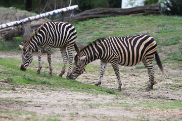 zebra