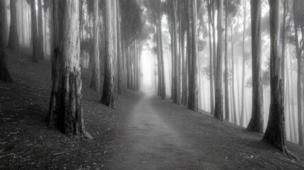 Naklejka premium Foggy Forest Path Through Tall Eucalyptus Trees