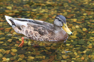 duck