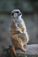 meerkat on guard
