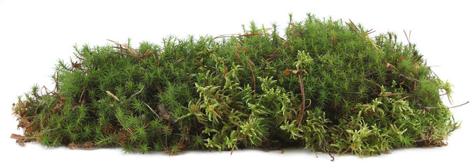 Piece of forest floor with moss isolated on white background. Border of fresh green forest vegetations.