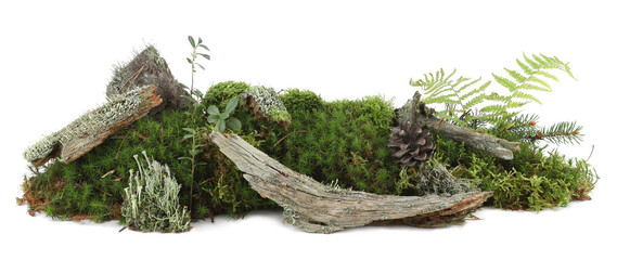 Piece of forest floor with moss, plants, branches, cones isolated on white background. Border of fresh green forest vegetation, fallen branches.