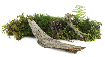 Piece of forest floor with moss, plants, branches, cones isolated on white background. Border of fresh green forest vegetation, fallen branches.