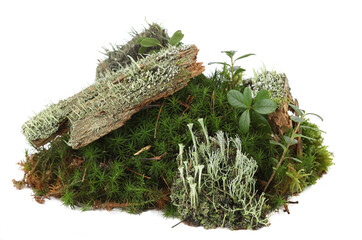 Piece of forest floor with moss, plants, branches isolated on white background. Border of fresh green forest vegetation, fallen branches.