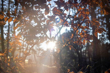 atmospheric sunrays through the trees in the forest

