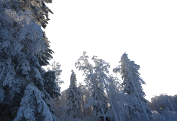 Looking up into snow covered aspen trees with transparent sky

