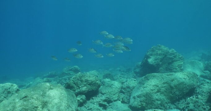 sand steenbras school swim  underwater mormyrus with some other fish around mediterranean sea
