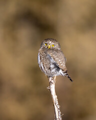 Pygmy owl lit by the sun on a branch