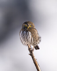 Cool winter Pygmy owl staring at the camera