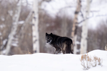 Black wolf in the snow looking back
