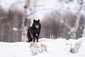 Black wolf with his nose covered in snow