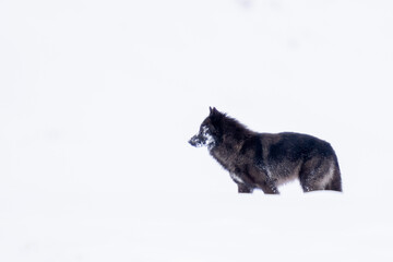 Obraz premium High key image of a black wolf in the snow