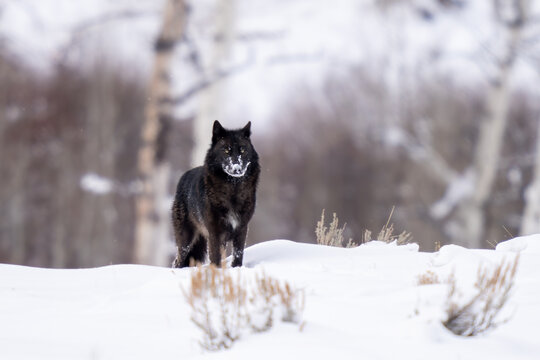 Black wolf with his nose covered in snow
