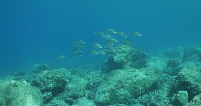 sand steenbras school swim  underwater mormyrus with some other fish around mediterranean sea