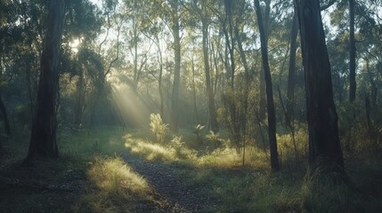 Sunbeams Illuminate Forest Path Morning Mist
