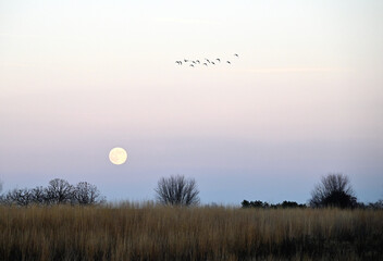 Full Moon and Geese © StevertS