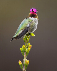 Anna's hummingbird (Calypso anna) over wintering in Northern California, UCSC Arboretum © Tom