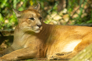 Onça-Parda ou puma também conhecida no Brasil por suçuarana e leão-baio, é um mamífero carnívoro.