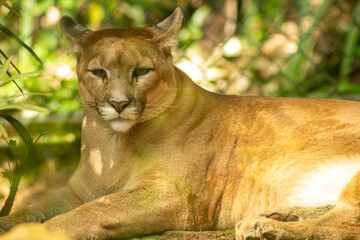 On&ccedil;a-Parda ou puma tamb&eacute;m conhecida no Brasil por su&ccedil;uarana e le&atilde;o-baio, &eacute; um mam&iacute;fero carn&iacute;voro.
