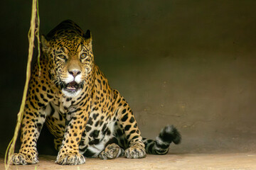A onça-pintada é o maior felino das Américas, o terceiro maior felino do mundo, é um animal carnívoro que chaga a pesar até 100 quilos. 