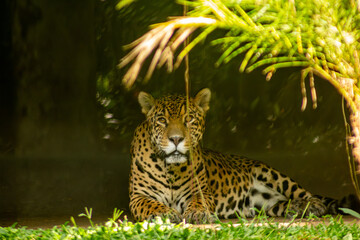 A onça-pintada é o maior felino das Américas, o terceiro maior felino do mundo, é um animal carnívoro que chaga a pesar até 100 quilos. 