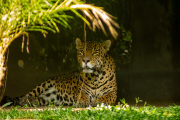 A onça-pintada é o maior felino das Américas, o terceiro maior felino do mundo, é um animal...
