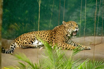 A onça-pintada é o maior felino das Américas, o terceiro maior felino do mundo, é um animal carnívoro que chaga a pesar até 100 quilos. 