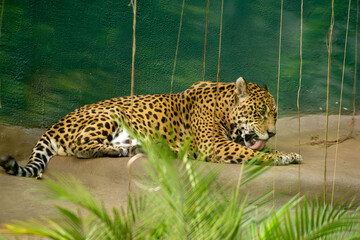A onça-pintada é o maior felino das Américas, o terceiro maior felino do mundo, é um animal carnívoro que chaga a pesar até 100 quilos. 