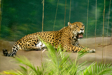 A onça-pintada é o maior felino das Américas, o terceiro maior felino do mundo, é um animal carnívoro que chaga a pesar até 100 quilos. 