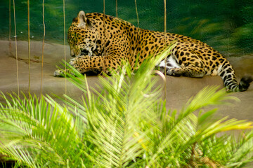 A onça-pintada é o maior felino das Américas, o terceiro maior felino do mundo, é um animal carnívoro que chaga a pesar até 100 quilos. 