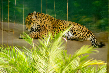 A onça-pintada é o maior felino das Américas, o terceiro maior felino do mundo, é um animal carnívoro que chaga a pesar até 100 quilos. 