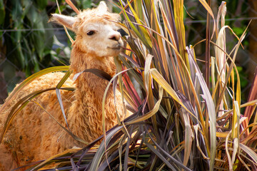 Obraz premium A alpaca é um animal da família dos camelídeos. É menor que a lhama, tendo uma pelagem mais longa e macia.