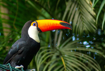 Tucanos são aves que vivem nas florestas tropicais da América Central e América do Sul. 