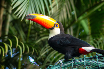 Tucano ave de bico grande e cores vivas. 