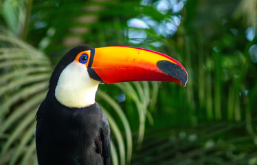 Fototapeta premium Tucano ave de bico grande e cores vivas. 