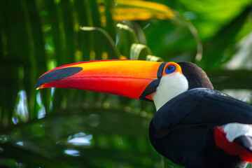 Tucano ave de bico grande e cores vivas. 