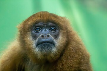 O muriqui-do-sul, também chamado simplesmente de mono-carvoeiro ou muriqui.