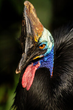 O casuar &eacute; uma ave do grupo das aves ratitas de grande porte, nativas do nordeste da Austr&aacute;lia, Nova Guin&eacute; e ilhas circundantes.